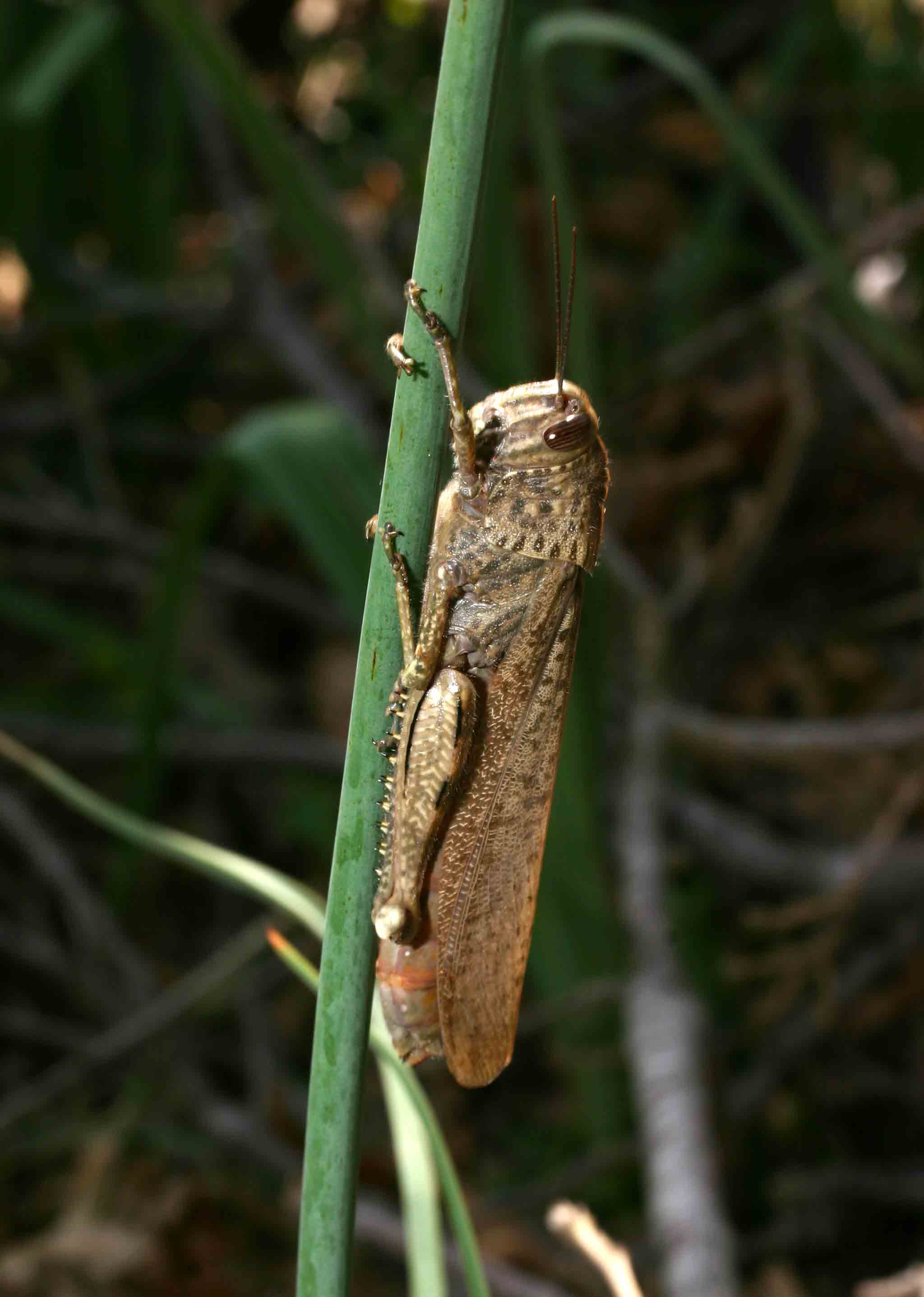 Determinazione cavalletta